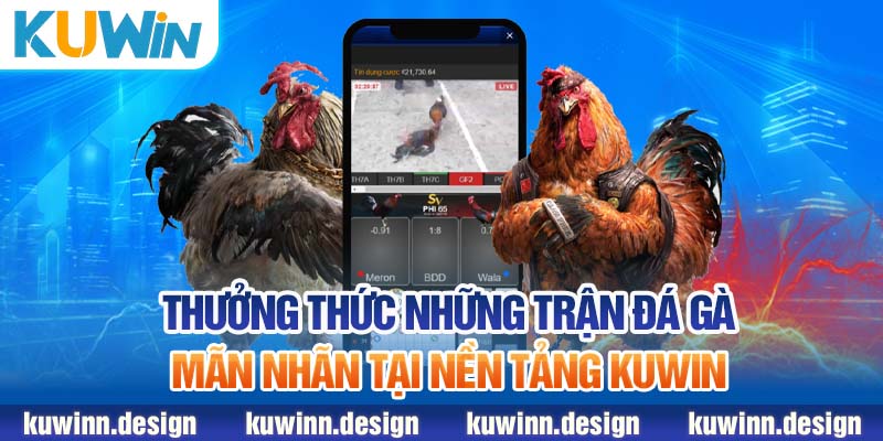 Thưởng thức những trận đá gà mãn nhãn tại nền tảng KUWiN